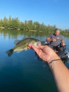 Largemouth Bass