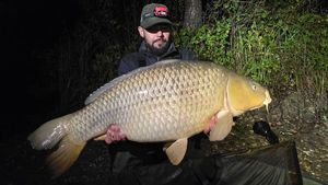 Common Carp