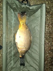 Mirror Carp