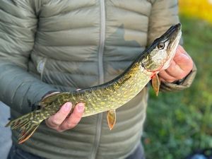 Northern Pike