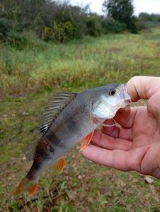 European Perch