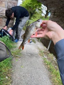 European Perch