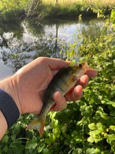 European Perch