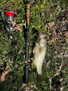 Smallmouth Bass
