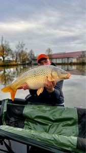 Common Carp