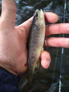 Brown Trout