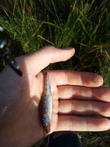 Gudgeon