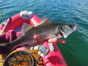 European Bass (Seabass)