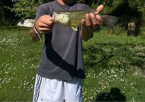 Largemouth Bass