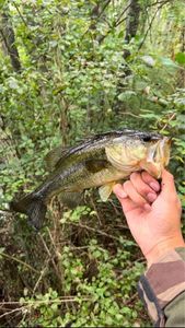 Largemouth Bass