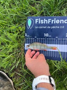 European Perch