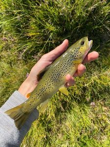 Brown Trout
