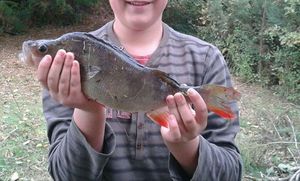 European Perch