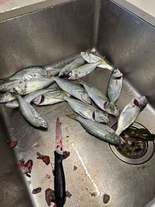 Bluefish