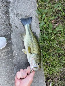 Largemouth Bass