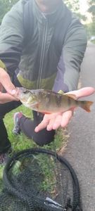 European Perch