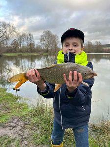 Common Carp