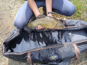 Tench