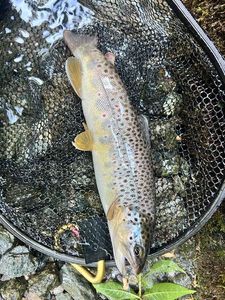 Brown Trout