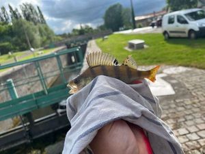 European Perch