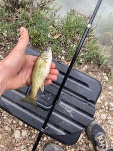 Smallmouth Bass