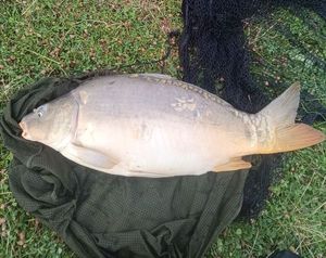 Mirror Carp