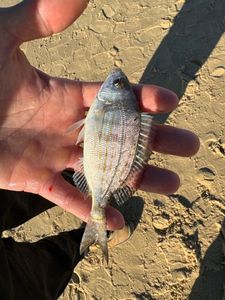 Black Seabream