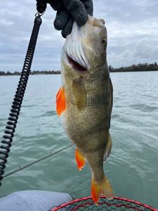 European Perch