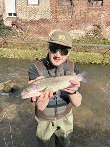 Rainbow Trout