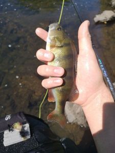 European Perch