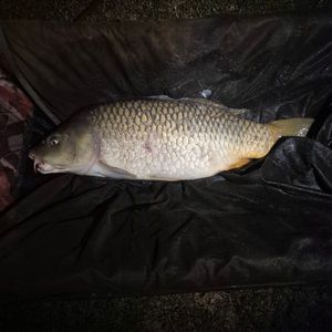 Common Carp