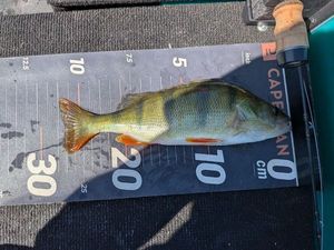 European Perch