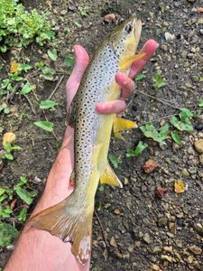 Brown Trout