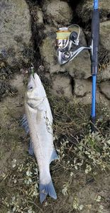European Bass (Seabass)
