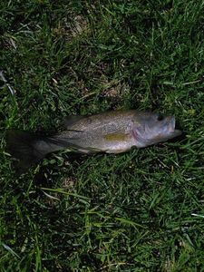 Largemouth Bass