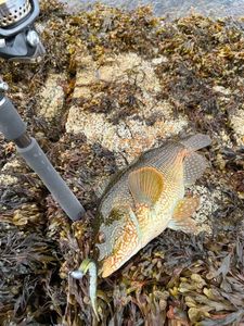 Ballan Wrasse