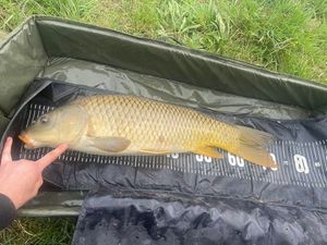 Common Carp