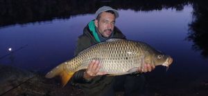 Common Carp