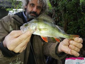 European Perch
