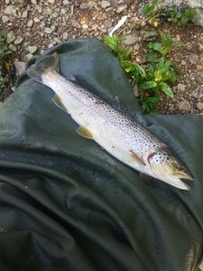 Brown Trout