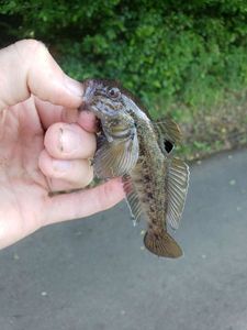 Round Goby