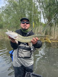 Northern Pike
