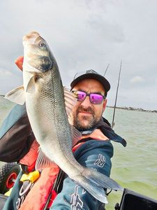 European Bass (Seabass)