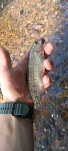 Rainbow Trout
