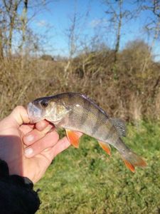 European Perch