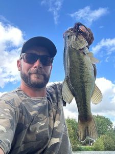 Largemouth Bass