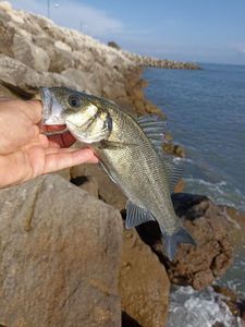 European Bass (Seabass)