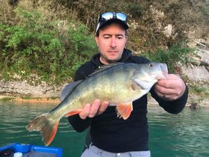 European Perch