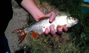 Roach