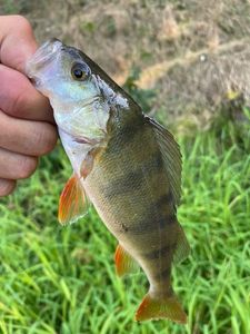 European Perch